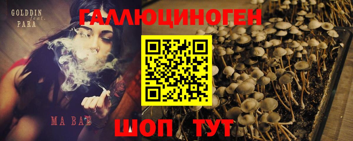 Псилоцибиновые грибы Psilocybe  Вход с VPN  Димитровград 